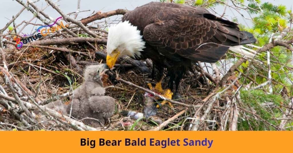 Big Bear Bald Eaglet Sandy