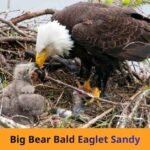 Big Bear Bald Eaglet Sandy