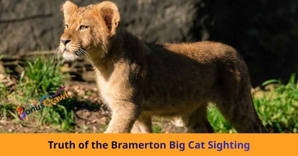 Truth of the Bramerton Big Cat Sighting
