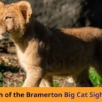 Truth of the Bramerton Big Cat Sighting