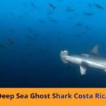deep sea ghost shark costa rica